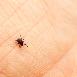 Kleszcze i komary niosą nowe zagrożenia