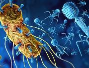 Bakteriofagi mogą być skuteczne i bezpieczniejsze...