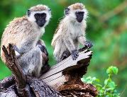 Dlaczego małpy - kotawce nie chorują na AIDS?