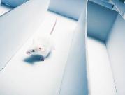 Szczurzy pesymiści pomagają zrozumieć depresję