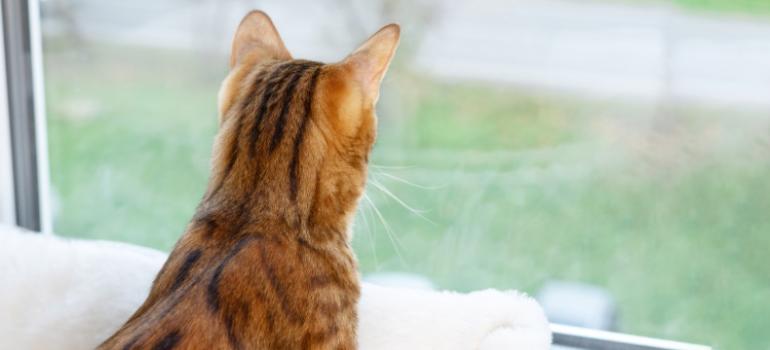 Ekspert o ptasiej grypie u kotów: to nie tylko problem kociarzy